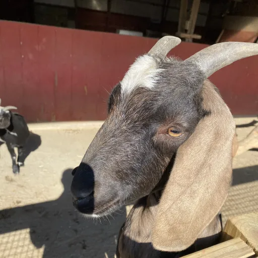 creator Goat_lover123's avatar