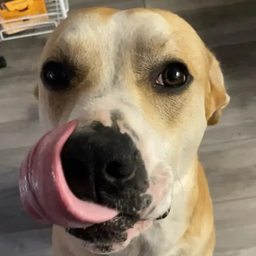 creator _Aexandra_'s avatar