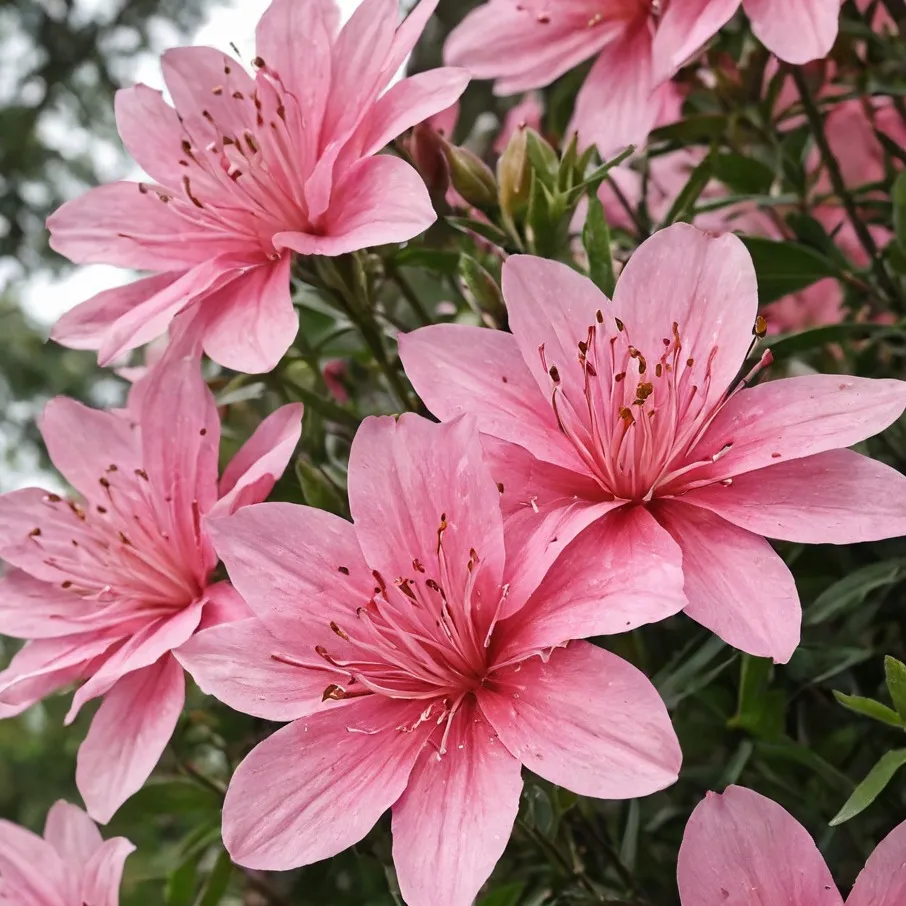 chat with ai character: pizzaburger again