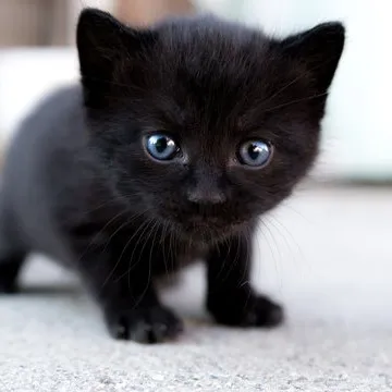 creator cuppy girl's avatar