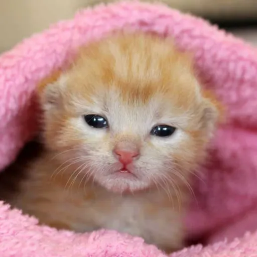 creator Missyz's avatar