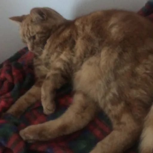 creator Lyla❤️❤️'s avatar