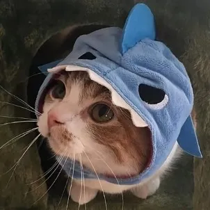 creator 𝓧𝔁-𝓩𝓪𝓲𝓵𝓪𝓷𝓲-𝔁𝓧's avatar