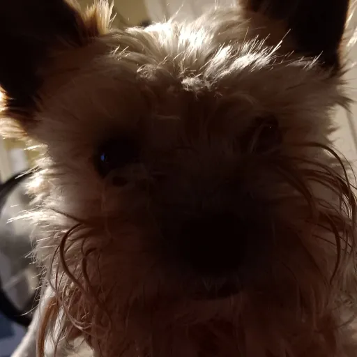 creator Timodee's avatar