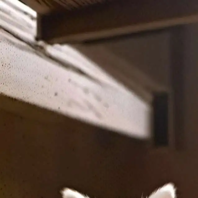 chat with ai character: Willoww☆