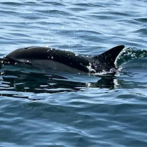 creator BTSisnotgaybutslay's avatar