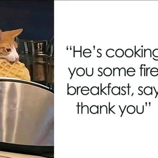 creator Cat cooking's avatar