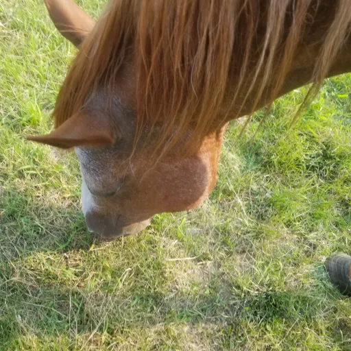 creator horselover52714's avatar