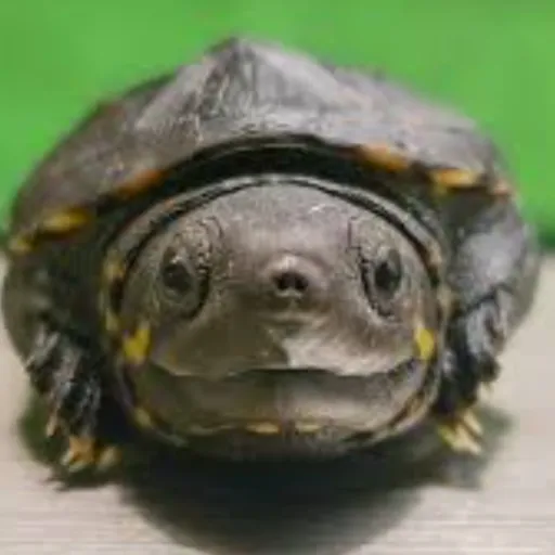 creator Dahlia♡♤◇♧☆'s avatar