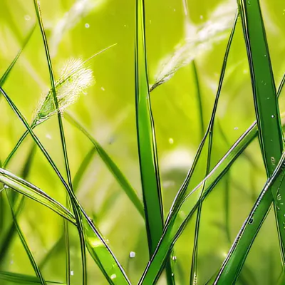 chat with ai character: Grass