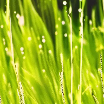 chat with ai character: PS2 Grass 