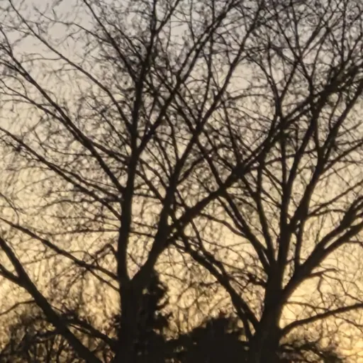 creator ~°•♤spaɗɛ♤•°~'s avatar