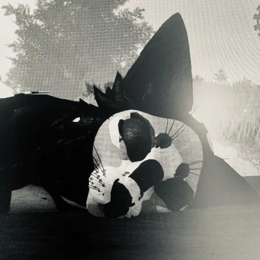 talkie's author avatar