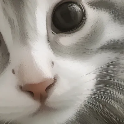 chat with ai character: Cacilla