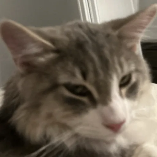 creator Shawn seas's avatar