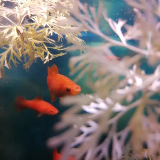 creator Leorulez's avatar