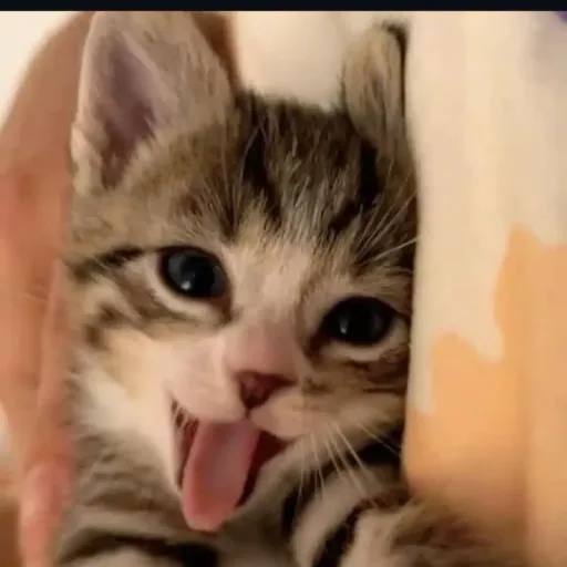 creator Japakendosheuwowiw's avatar