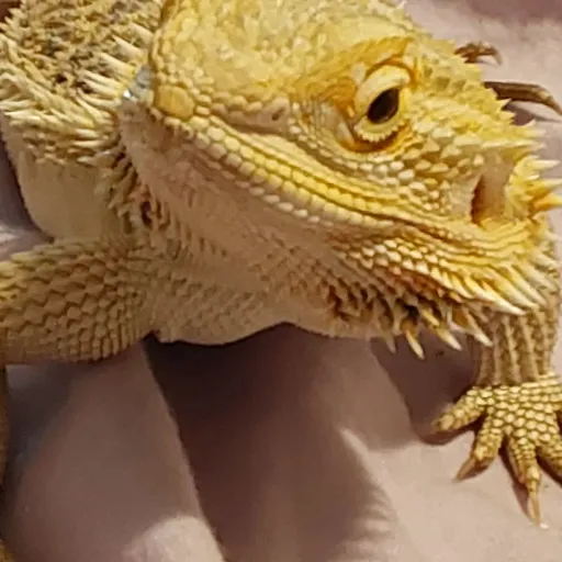 creator :| draggon's avatar