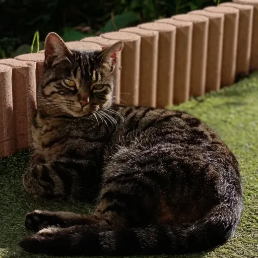 creator Juste-justine's avatar