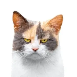 creator Julianna🥰🤑🤑🫵🏻🫵🏻🫵🏻?'s avatar