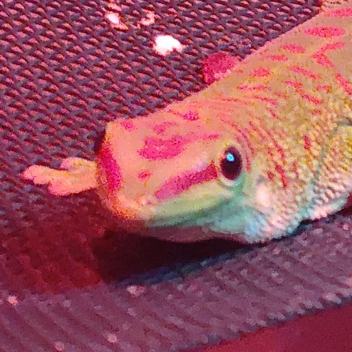 creator Confrontation Al's avatar