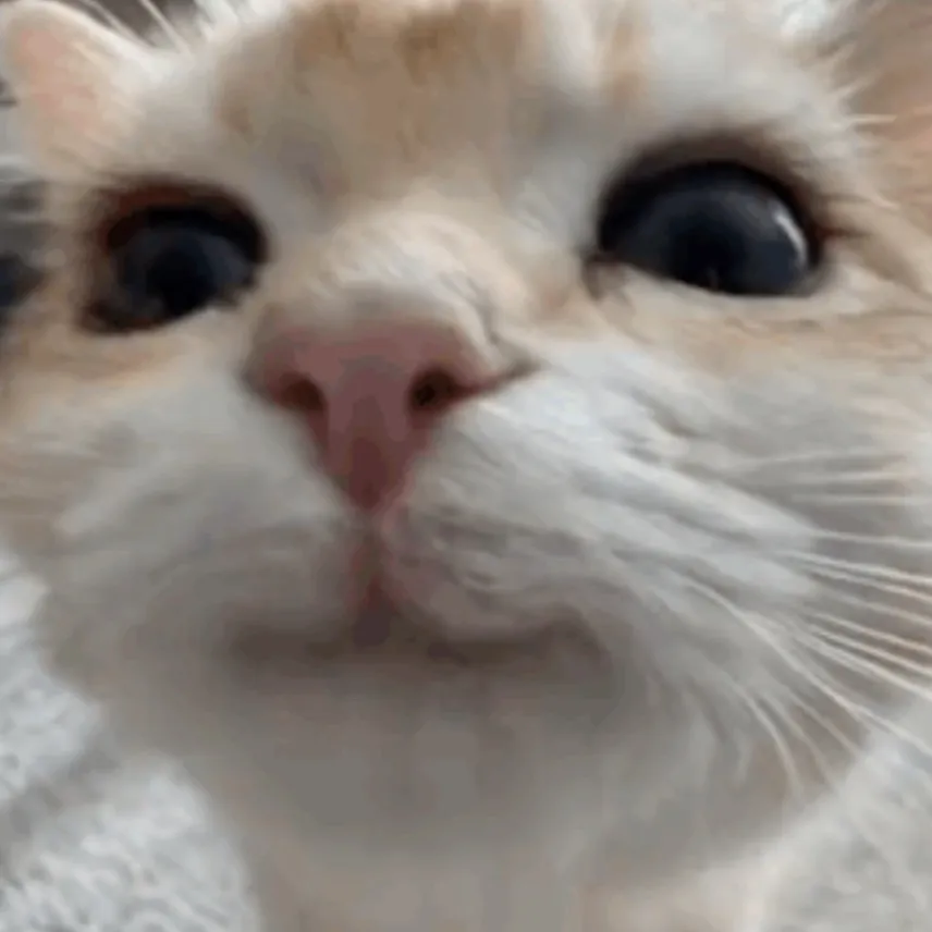 chat with ai character: You local cat ✨✨