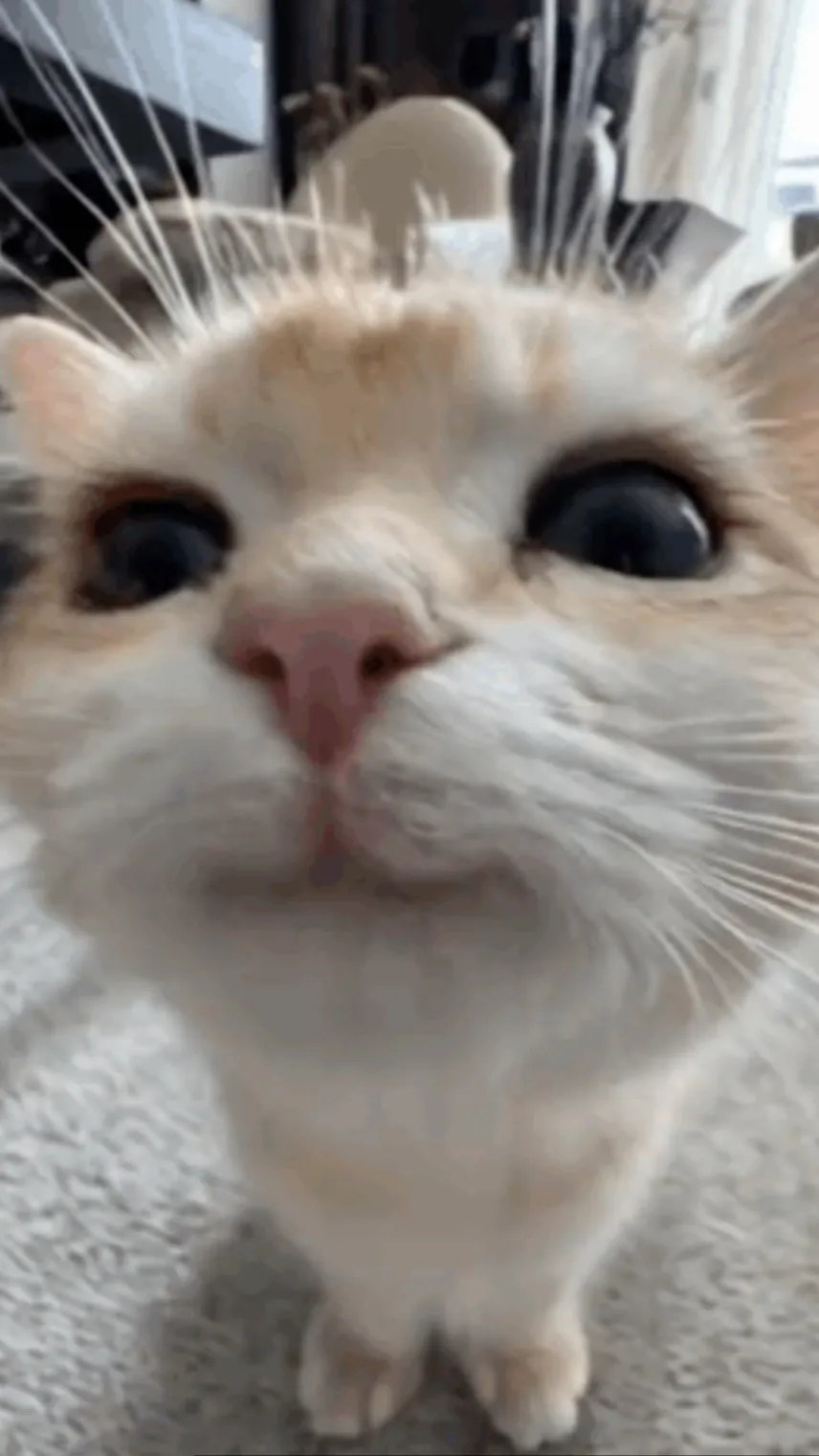 ai character: You local cat ✨✨ background