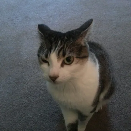 creator Hailey’s group's avatar