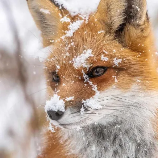 creator foxy the fox that's avatar