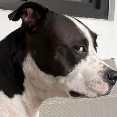 creator Deadbanana468's avatar