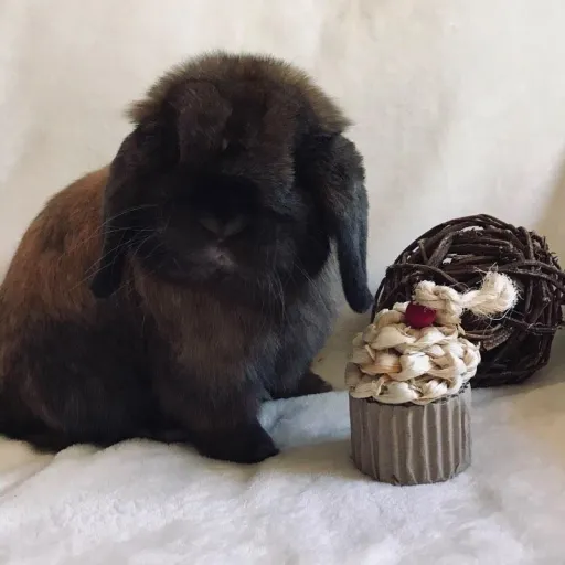 creator ☆ITALIA☆'s avatar