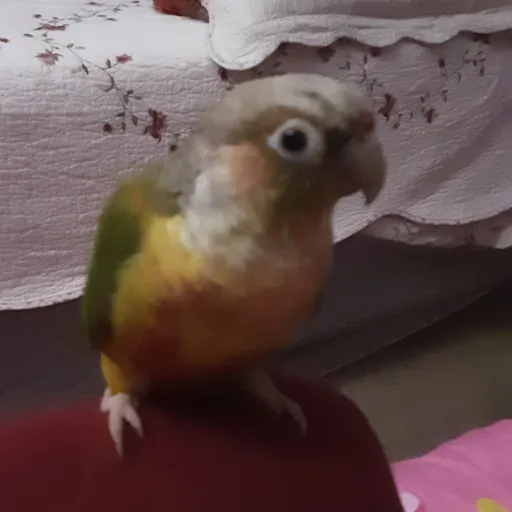 creator Cute bird❤️🧡💛💚💙💜's avatar