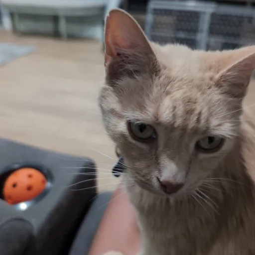 talkie's author avatar