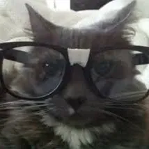 creator ⭐️Lay!⭐️'s avatar