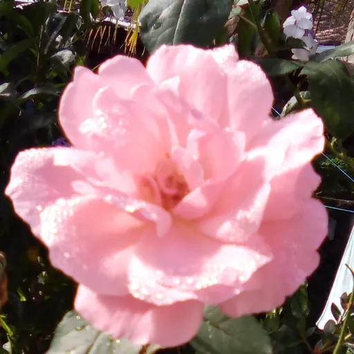 creator user512's avatar