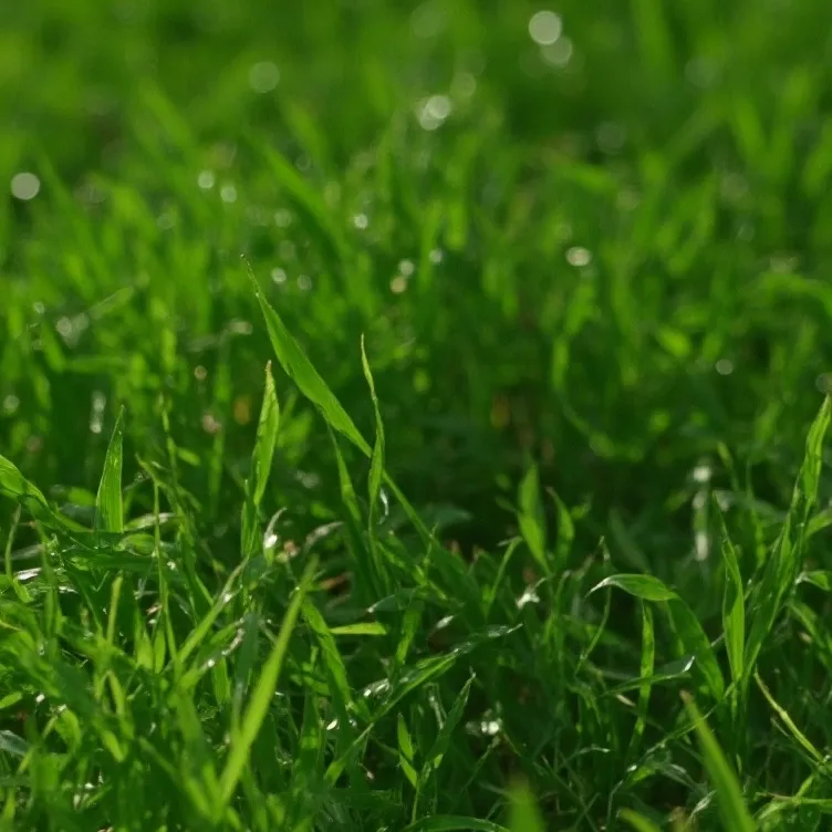 chat with ai character: Lie detector 2.0