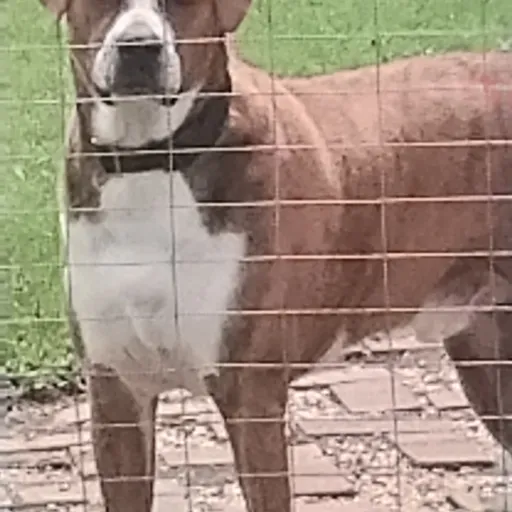 creator frog lover 24244's avatar