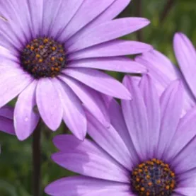 chat with ai character: Matt (3)