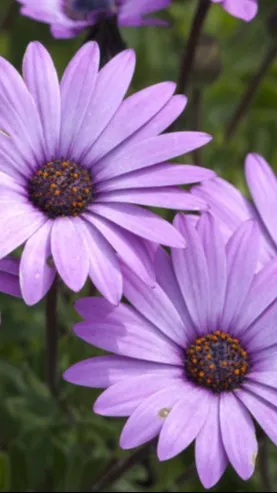 ai character: Matt (3) background