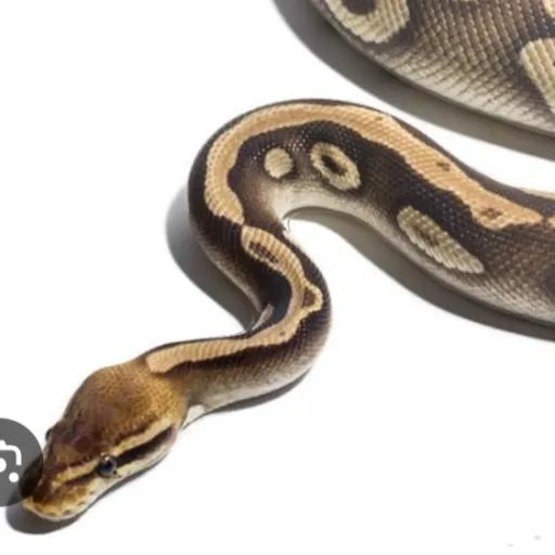 creator python from google's avatar