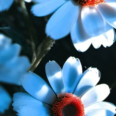 chat with ai character: HH Christmas ☆