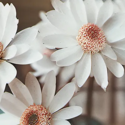 chat with ai character: hh pregnancy ☆