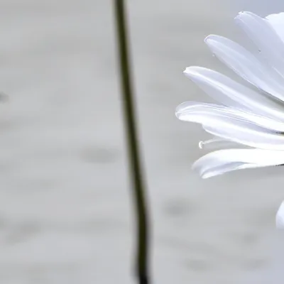 chat with ai character: hh camping trip ☆