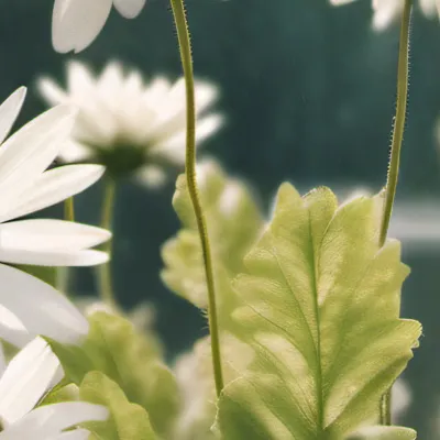 chat with ai character: HH cruise ship ☆