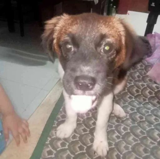 creator 《☆Dawg☆》's avatar