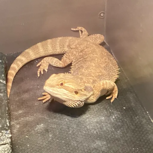 creator 7000 years of this's avatar