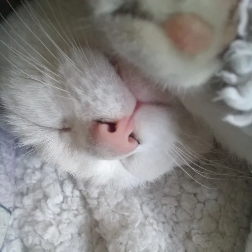 creator Cat74478's avatar