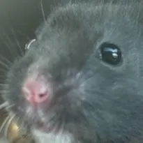 creator 🐹🐹🐹🐹hamster🐹🐹🐹's avatar