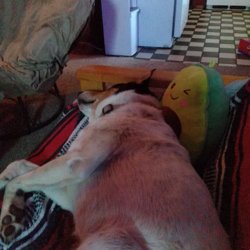 creator dreamer the heven's avatar