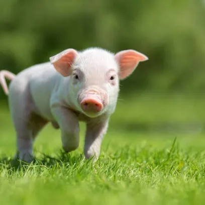 creator Murumi's avatar